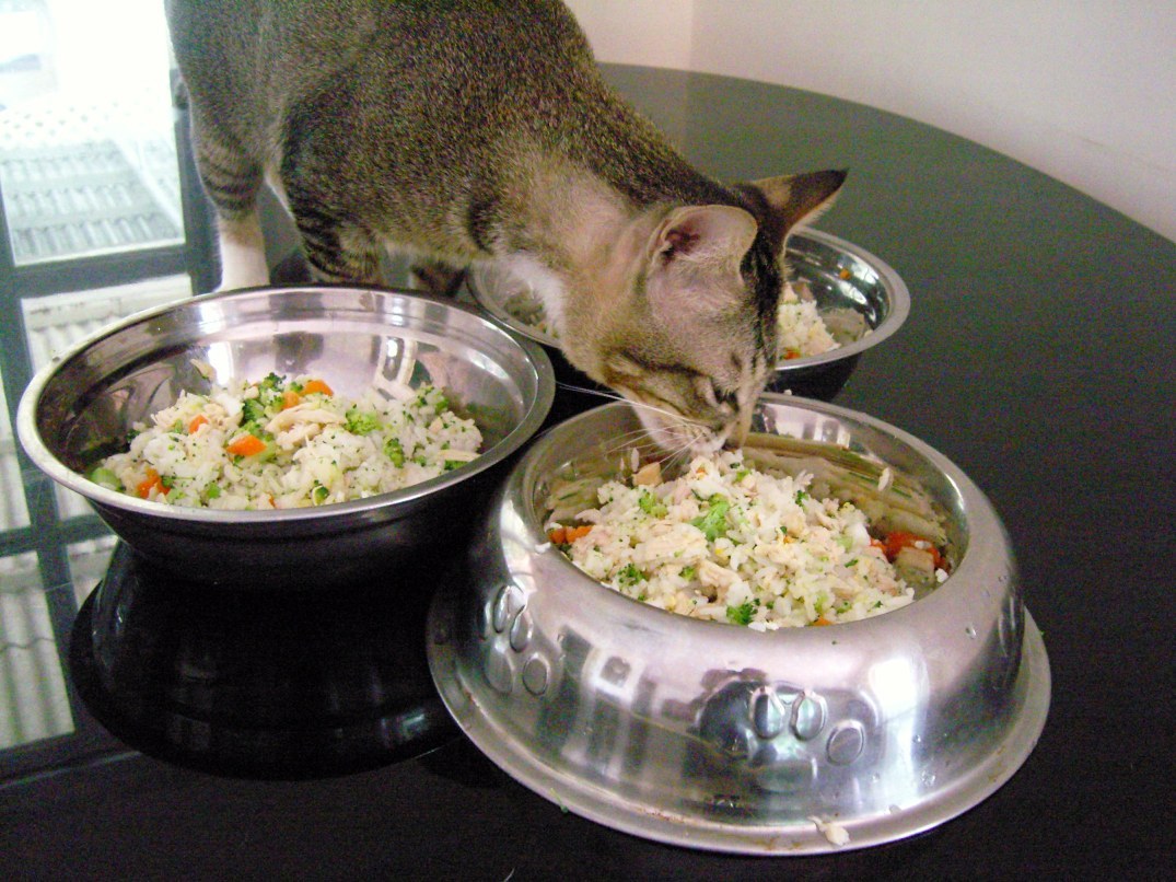 DIY Healthy Homemade Cat Food Recipes Going EverGreen