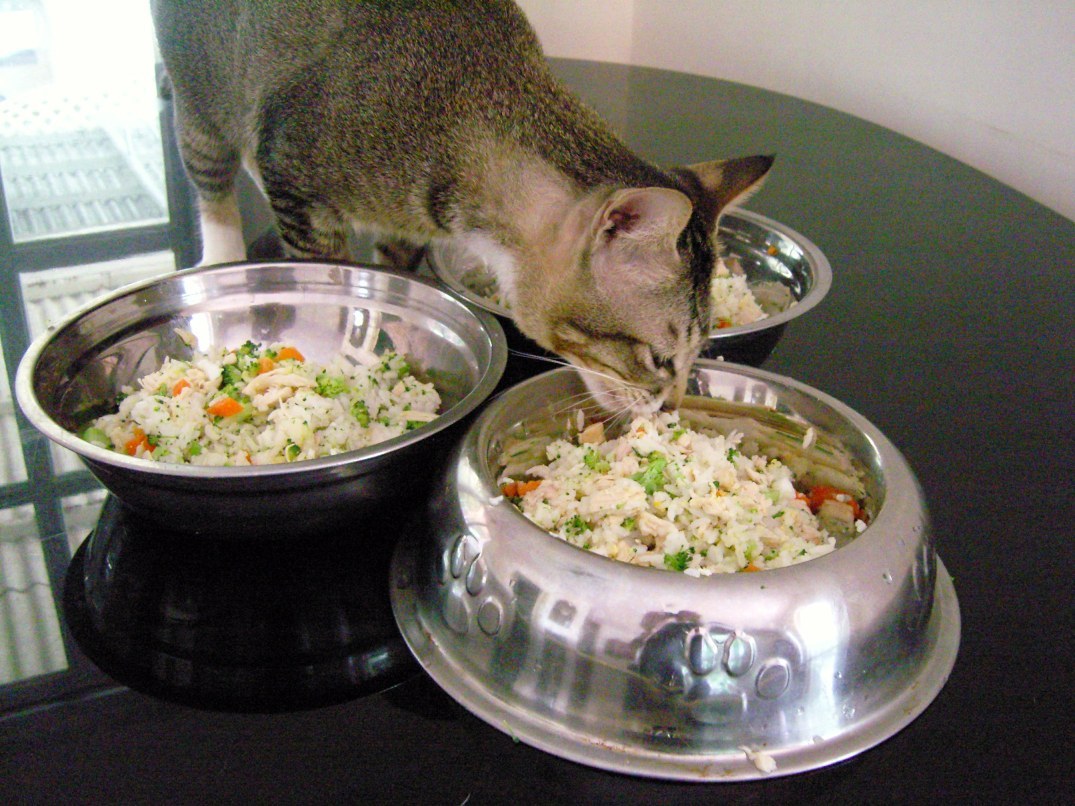 homemade cat food for kidney problems