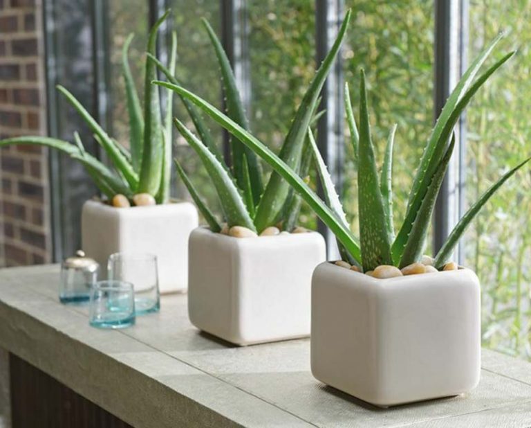 Aloe Vera Bathroom Plant | Going Evergreen