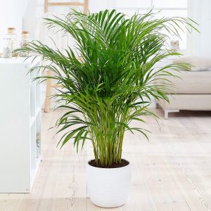 14 of the Best Indoor Palm Trees for a Tropical Vibe